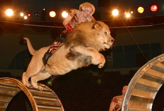 Jump on lion